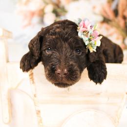 Bernedoodle and Goldendoodle Puppies from Adirondack Poodles Goldendoodles,Bernedoodles & Schnoodles