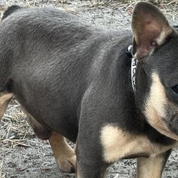 French Bulldogs from Vie De Luxe Kennels