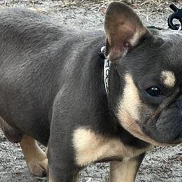 French Bulldogs from Vie De Luxe Kennels