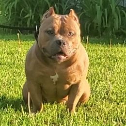 American Bullies from Battle Bullies