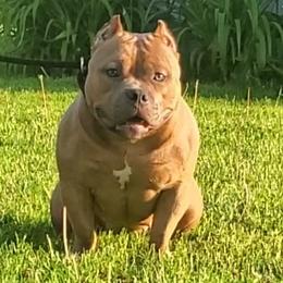 American Bullies from Battle Bullies
