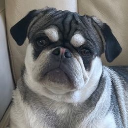 Pugs from Gatekeeper Pugs