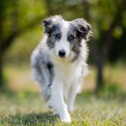 Kahuu - Border Collie