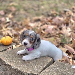 AKC Meet Baby Girl 3 :) - Dapple female Dachshund puppy in Centerville, Iowa from Barnyard Dachshunds, Dals & Doodles