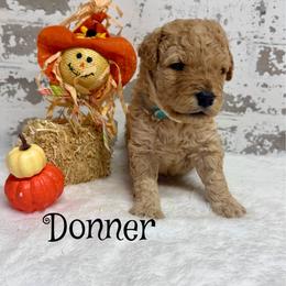 Donner - Apricot male Goldendoodle puppy in Nortonville, Kentucky from Deb’s KY Doodles