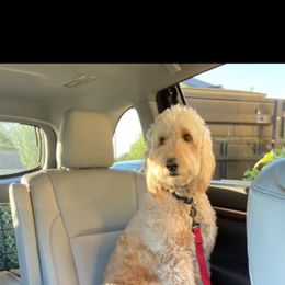 Goldendoodle Puppies from Central Kentucky Goldendoodles