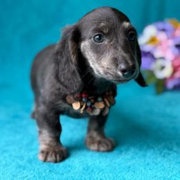 Isla - Brindle female Dachshund puppy in Lincoln, Arkansas from Red Dirt Dachshunds