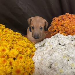 Rusty - Sable male Italian Greyhound puppy in Lancaster, Missouri from White Stone Ranch
