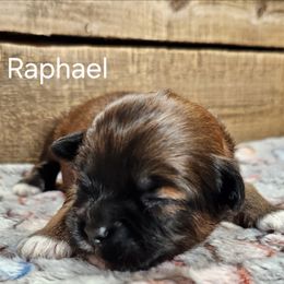Raphael - Brown male Lhasa Apso puppy in Jefferson, New York from Absolute Lhasa Love