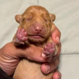 Tiny ee boy - Red male Dachshund puppy in Honolulu, Hawaii from A&A Mini Dachshunds