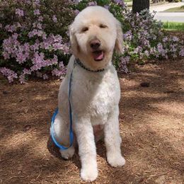 Annie - Goldendoodle