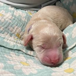 Goldendoodle Puppies from U Need A Doodle