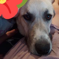 Snow - Anatolian Pyrenees