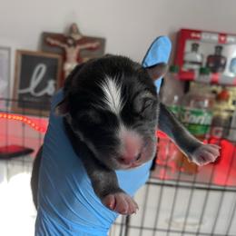 Boy 1 - Agouti and white male Siberian Husky puppy in Uhland, Texas from Siberian Huskies