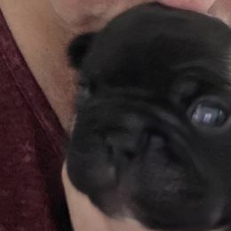 Cake-Pop-aka George - Brindle male French Bulldog puppy in Sanford, Maine from Sassy Little Bulldogs