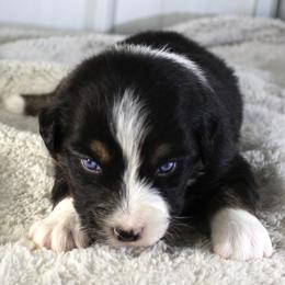 Jet - Black tri-color male Australian Shepherd puppy in Falcon, Missouri from www.maubachranch.com