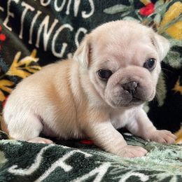 Yorrick - White male Pug puppy in Ferrum, Virginia from Menagerie Magnifique Pugs & Boston Terriers