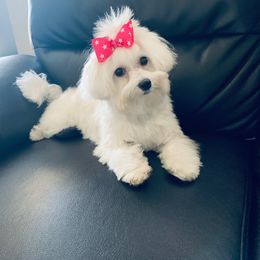 Fluffy - Maltese