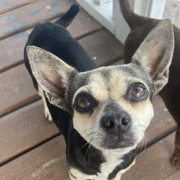 oreo - Chihuahua