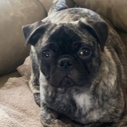 Pugs from M.O.M.'s Pug Puppies