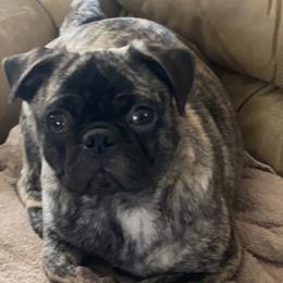 Pugs from M.O.M.'s Pug Puppies