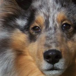 Shetland Sheepdogs from Canami Shelties