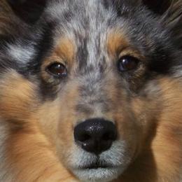 Shetland Sheepdogs from Canami Shelties