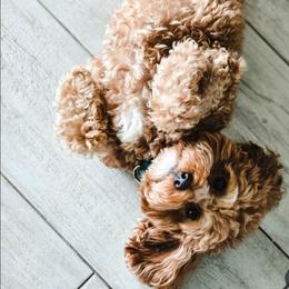 Copper - Goldendoodle