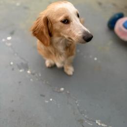 Galaxy - Cream female Dachshund puppy in Anaheim, California from SoCal Mini Dachshunds