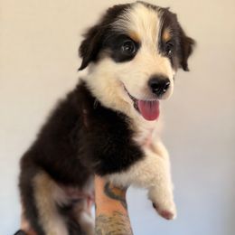 Boots - Black tri male Miniature American Shepherd puppy in Tucson, Arizona from Outlaw Minis