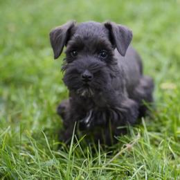 Smokey - Black male Miniature Schnauzer puppy in Snowflake / Phoenix, Arizona from Snowflake Schnauzers