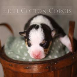 Benedict (Benny) - Black and tan male Pembroke Welsh Corgi puppy in Benton, Arkansas from High Cotton Corgis