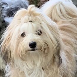 Sienna - Havanese