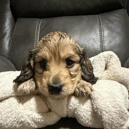 Female-Purple - Cream female Dachshund puppy in Greenfield, Indiana from Thompson's Prairie Pride