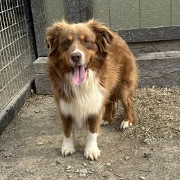 Rick - Miniature Australian Shepherd