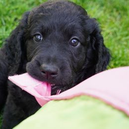 Ophelia - Black Goldendoodle puppy in Provo, Utah from Mendenhall Goldendoodles