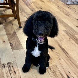Fritz - Goldendoodle