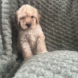 Teddy - Cream Australian Labradoodle puppy in Morristown, New Jersey from English Manor Labradoodles