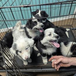 Australian Shepherd, Great Dane, and Great Pyrenees Puppies from AEW Farm
