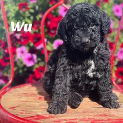 Boy 5 - Black Double Doodle puppy in Prineville, Oregon from Black Canyon Doodles
