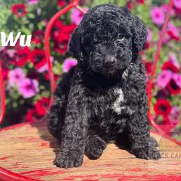 Boy 5 - Black Double Doodle puppy in Prineville, Oregon from Black Canyon Doodles