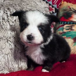Slugger - Black tri male Toy Australian Shepherd puppy in Mount Airy, North Carolina from Brickell Farms