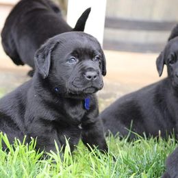 Labrador Retriever Puppies from Britt Labradors