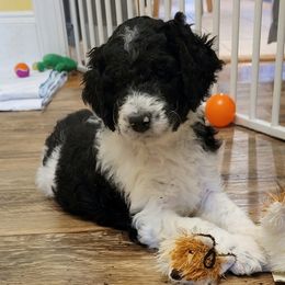 Labradoodle Puppies from Tyson's Farm Doodles