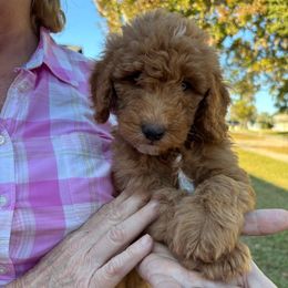Labeau - Red  male Goldendoodle puppy in Casselberry, Florida from My Little Doodle