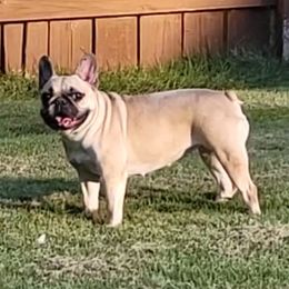 Pebbles - French Bulldog