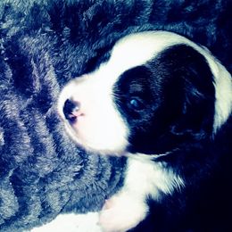 Australian Shepherd, Miniature Australian Shepherd, and Toy Australian Shepherd All Grown Up from Aussies n Kentucky
