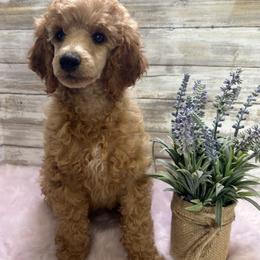 Goldendoodle and Poodle Puppies from Mustanghills Doodles and Poodles