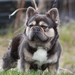 Fatstax - French Bulldog