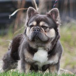 Fatstax - French Bulldog